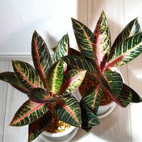 アグラオネマ,アグラオネマ プライドオブスマトラ,観葉植物,アグラオネマ属,植中毒の画像