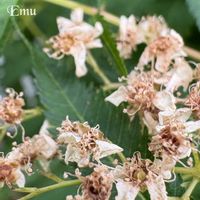 ナナカマド,ブッドレア,ランタナ,ヘクソカズラ,花後の画像