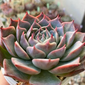 ラパス×チワワエンシス,多肉植物,多肉中毒,多肉多肉多肉,多肉のある暮らしの画像