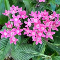 ペンタス,レストラン,ペンタス☆,花撮りドライブ,花売り場の画像