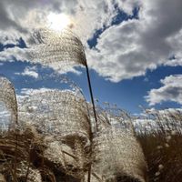 ススキ,おでかけ先の画像