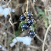 スイカズラ,スイカズラの実。,可愛い,山野草,癒しの画像