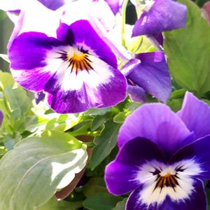 花言葉,ビオラ・パンジー,繋がりに感謝✨,美しく青きドヨウ,お散歩ちゃんキーホルダーの画像