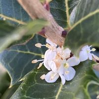 ヒイラギ,ヒイラギ,柊（ひいらぎ）,柊（ひいらぎ）,iphone11の画像