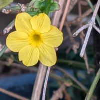 オウバイ,サザンカ,シラユキゲシ,バラ,薔薇の画像