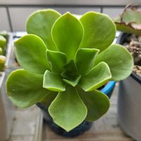 レモネード,アエオニウム 属,多肉植物,アエオニウム,アエオニウム属の画像