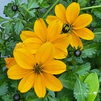 ビデンス,花のある暮らし,お散歩写真,お花が好き♡,綺麗なお花の画像