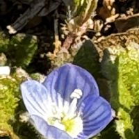 オオイヌノフグリ,星の瞳,青い花,青い花マニア,美しく青きドヨウの画像