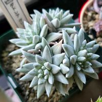 グリーニー,ダドレア グリーニー,多肉植物,ダドレア,多肉女子の画像