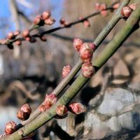 ウメ,ユキヤナギ,白梅,白花雪柳,梅 (白梅)の画像