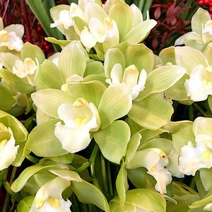 シンビジューム,グリーンペガサス,グリーンペガサス,ラン科,洋ランの画像