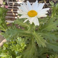 ノースポール,鉢植え,白い花,元気！,寒さに強いの画像