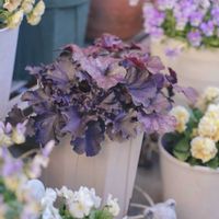 ヒューケラ,ヒューケラ　マルベリー,フォーエバーミッドナイト,ハルディン,PRの画像