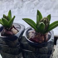 ヒヤシンス,水耕栽培,球根植物,大雪,冬の楽しみの画像