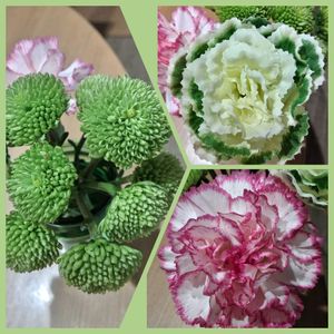 カーネーション,カーネーション,カーネーション,キク,キクの画像