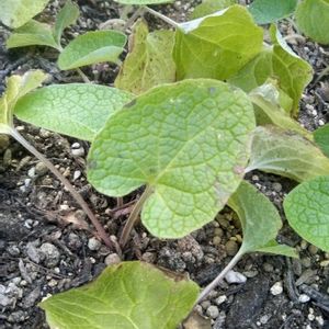 スイセン,ストック,ゴボウ,今日のお花,畑の画像