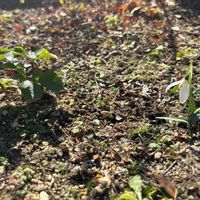 クリスマスローズ,スノードロップ,なんでもない日,期待もしてます,ため息まじりの土曜日の画像