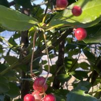 マサキ,ウォーキング,香美市土佐山田町の画像