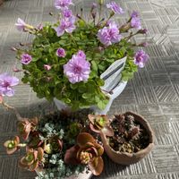 ハナキリン,バラ咲オキザリス　オックスローズ,カランコエとセダム,ベランダの画像