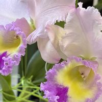 カトレア,門松  ,花のある暮らし,緑のある暮らし,小さな幸せ♡の画像