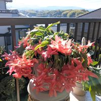 シンビジウム,長寿,嬉しい❤️,シャコバサボテンの花,大好き♥️の画像