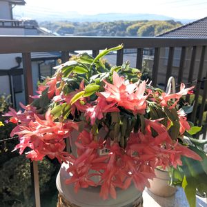 シンビジウム,長寿,嬉しい❤️,シャコバサボテンの花,大好き♥️の画像