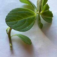 アロマティカスの画像