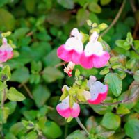 チェリーセージの画像