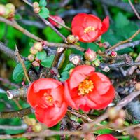 ボケ,ボケの画像