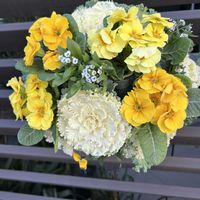 プリムラ,葉牡丹,葉牡丹,プリムラ　ジュリアン,ハンキングの画像