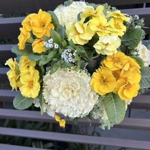 プリムラ,葉牡丹,葉牡丹,プリムラ　ジュリアン,ハンキングの画像