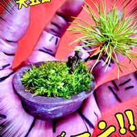 吾妻五葉松,盆栽,ミニ盆栽,豆盆栽,iPhone撮影の画像