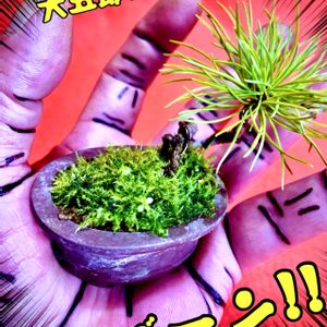 吾妻五葉松,盆栽,ミニ盆栽,豆盆栽,iPhone撮影の画像