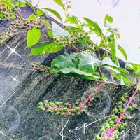 ヨウシュヤマゴボウ,ゴボウ,ゴボウ,ヤマゴボウ,ドルフィンネックレスの画像