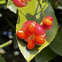 マサキ,マサキ,花のある暮らし,お花を楽しむ,植物大好きの画像