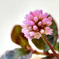 ヒメツルソバ,フウセンカズラ,フウセンカズラの種,サニーレタス,収穫の画像