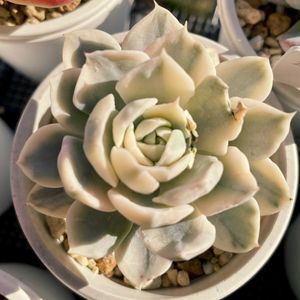 多肉植物,エケベリア属,多肉中毒,鳥被害,エケベリア女子の画像