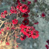 ギョリュウバイの画像