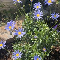 ブルーデージー,大好きな花,素敵な出会いに感謝,沖縄から,今日も元気に♪の画像