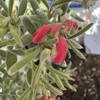 グレビレア,グレビレア,グレビレア ジェリーベイビー,グレビレア ジェリーベイビー,花のある暮らしの画像