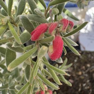 グレビレア,グレビレア,グレビレア ジェリーベイビー,グレビレア ジェリーベイビー,花のある暮らしの画像