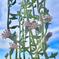 ドルフィンネックレス,ドルフィンネックレス,ドルフィンネックレスの花,ベランダ多肉,がんに負けるな！の画像