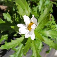 ノースポール,寄せ植え,鉢植え,かわいい花,陽射しを浴びての画像