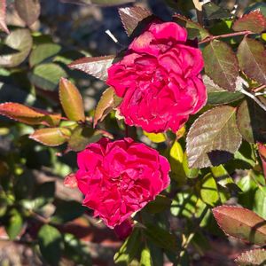 ミニバラの画像