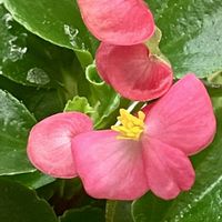 ベゴニア,ベゴニア,小さな花,ピンク,癒しの画像