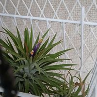 チランジア,イオナンタ,チランジア　ジュクンダ,ティランジア,ヘーゼルナッツの画像