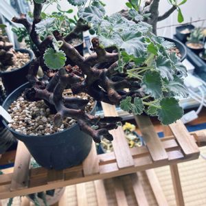 ペラルゴニウム,ペラルゴニウム・ミラビレ,ペラルゴニウム・ミラビレ,塊根植物,コーデックスの画像