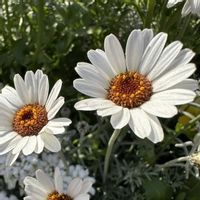 ローダンセマム,お散歩の画像