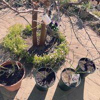 バラの冬剪定,カイガラムシ駆除,ばら バラ 薔薇,マシン油乳剤,バラの寒肥の画像