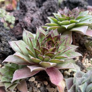 多肉植物　色づき,多肉植物,紅葉する多肉,多肉のある暮らし,みどりのある暮らしの画像